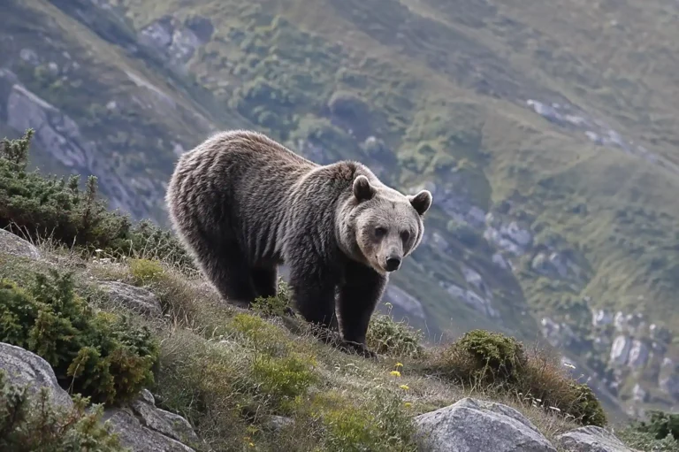 Los osos de la cordillera cantábrica en una ladera bajando al pueblo a por fruta. Recreación digital