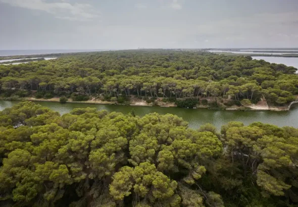 El Saler: vista aérea de la Devesa y su masa forestal