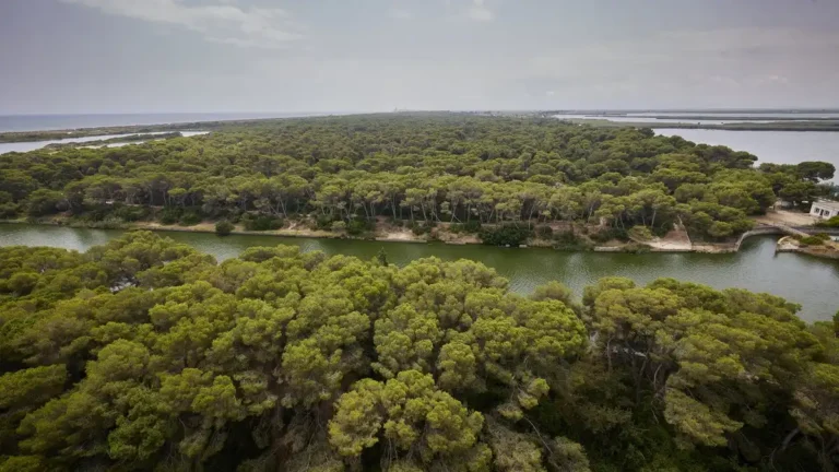 El Saler: vista aérea de la Devesa y su masa forestal
