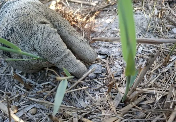 Cría de tortuga d’estany localizada en el Marjal dels Moros