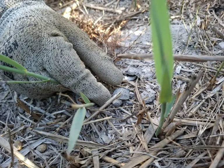 Cría de tortuga d’estany localizada en el Marjal dels Moros